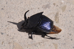 Phanaeus adonis