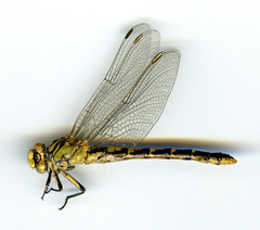 Ophiogomphus morrisoni