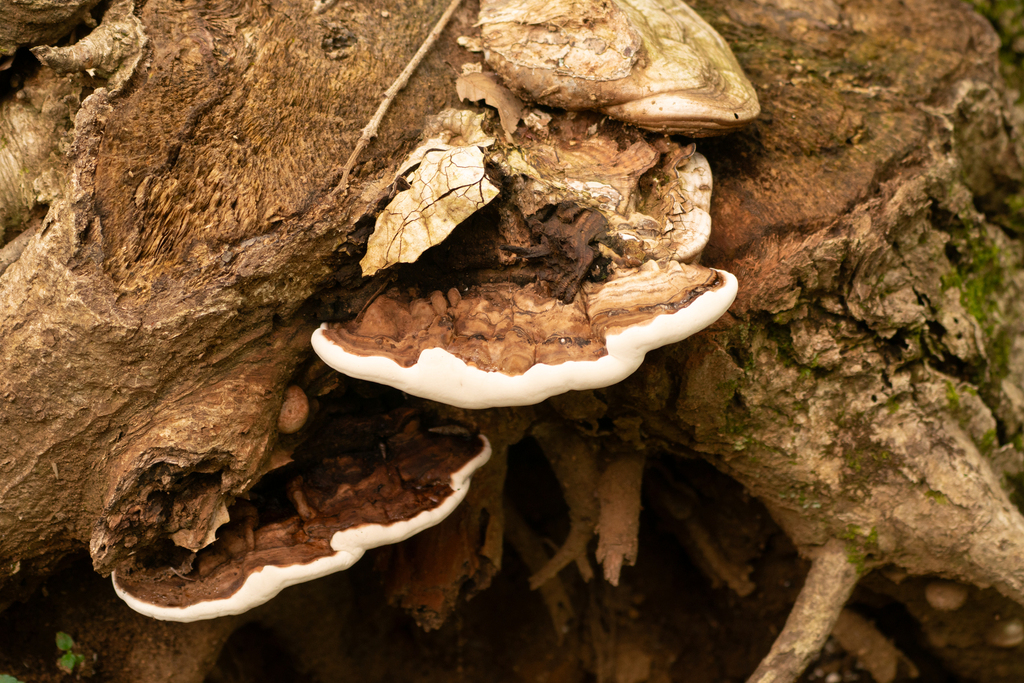 Ganoderma applanatum · June 2023 · photo: © tbc_watanabe (iNaturalist, cc-by)