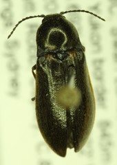 Eanus decoratus