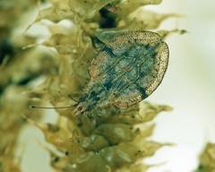 Ceratocader dentatus