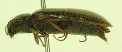 Eanus decoratus