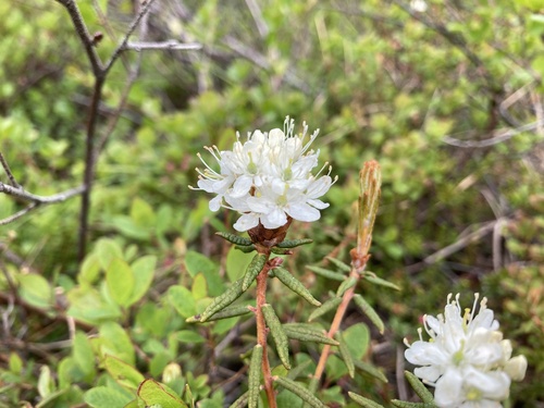 marsh Labrador tea