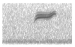 Zonotrichia leucophrys