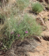 Ipomoea oenotheroides