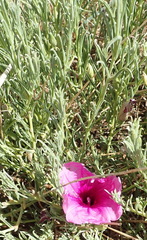 Ipomoea oenotheroides