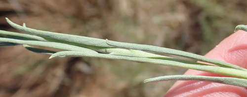 Image of Ipomoea oenotheroides by (c) Nicola van Berkel, some rights reserved (CC BY-SA)