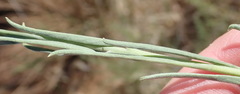 Ipomoea oenotheroides