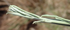Ipomoea oenotheroides