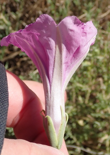 Image of Ipomoea oenotheroides by (c) Nicola van Berkel, some rights reserved (CC BY-SA)