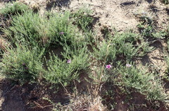 Ipomoea oenotheroides