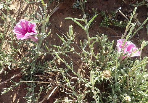 Image of Ipomoea oenotheroides by (c) Nicola van Berkel, some rights reserved (CC BY-SA)