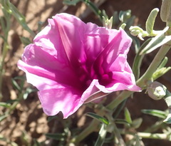 Ipomoea oenotheroides