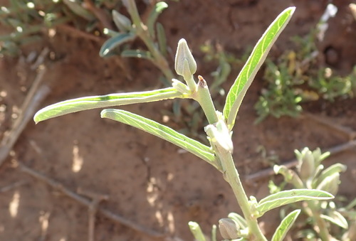Image of Ipomoea oenotheroides by (c) Nicola van Berkel, some rights reserved (CC BY-SA)