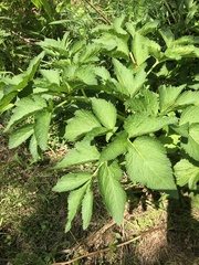 Angelica lucida image