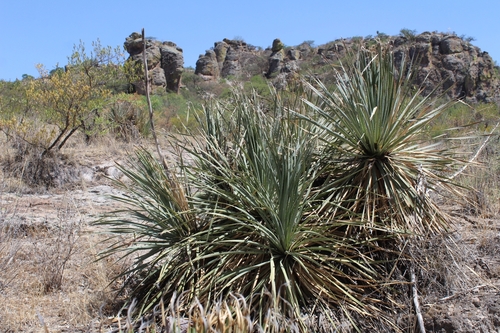 Dasylirion occidentalis
