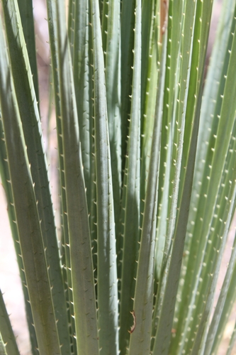 Dasylirion occidentalis
