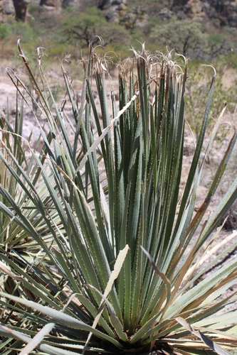 Dasylirion occidentalis