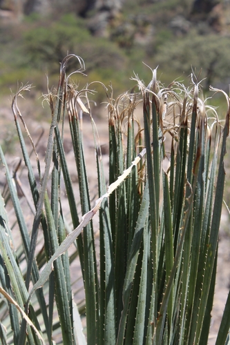 Dasylirion occidentalis