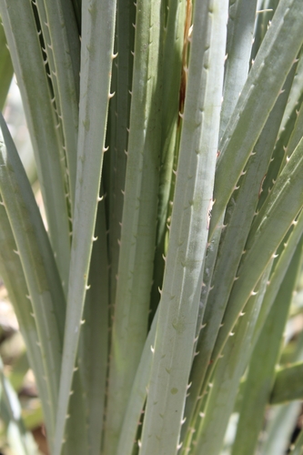 Dasylirion occidentalis