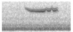 Zonotrichia albicollis