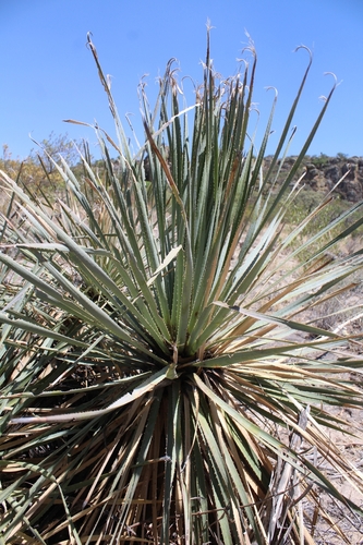 Dasylirion occidentalis