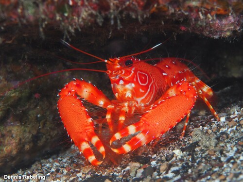 Enoplometopus antillensis Lütken, 1865