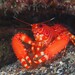 Flaming Reef Lobster - Photo (c) Dennis Rabeling, some rights reserved (CC BY-NC-ND), uploaded by Dennis Rabeling