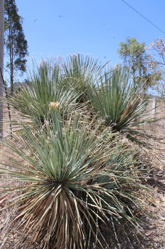 Dasylirion occidentalis