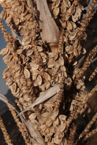 Dasylirion occidentalis