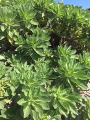 Heliotropium arboreum