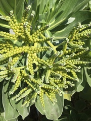 Heliotropium arboreum