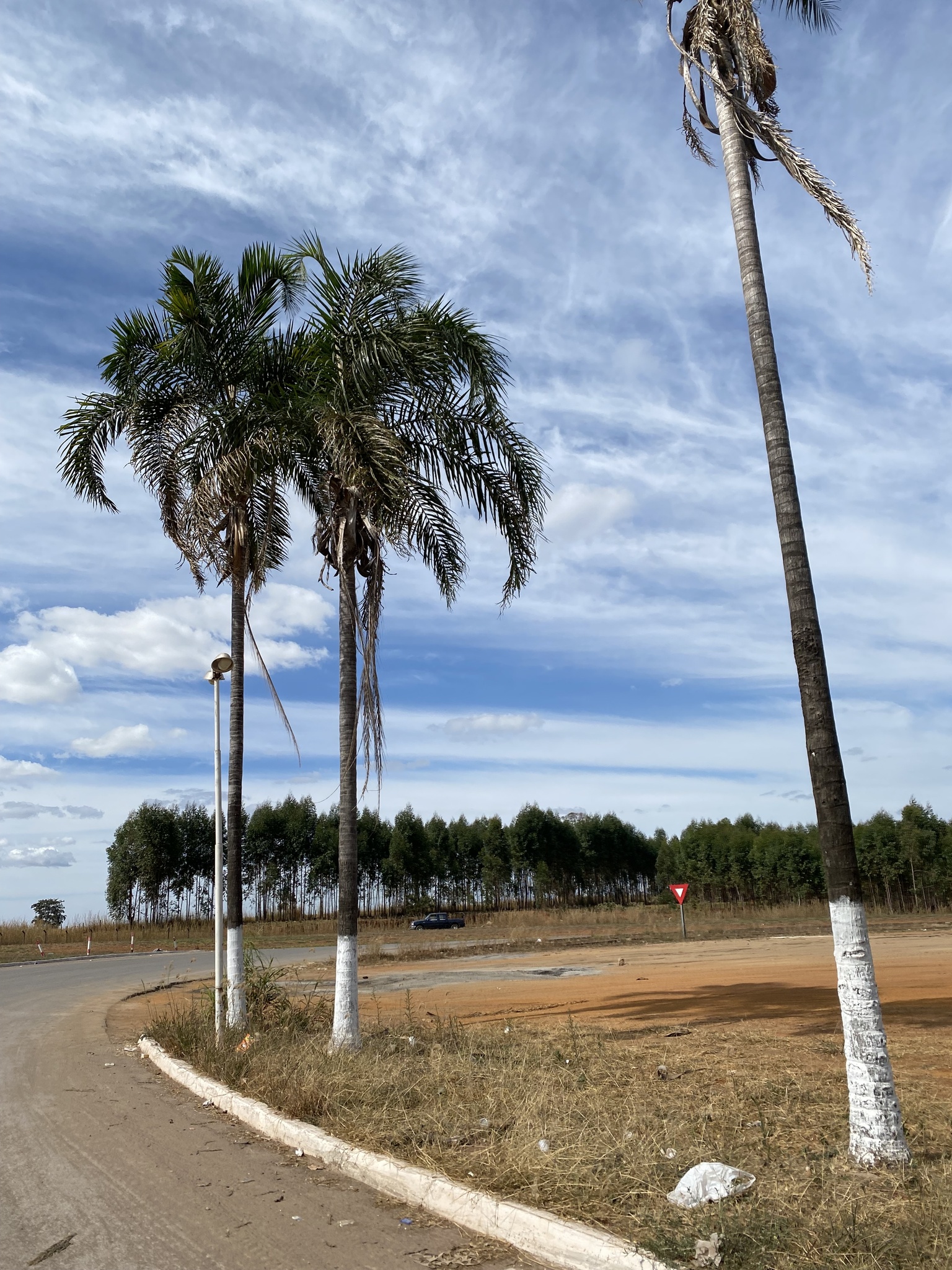 Imagem de Guariroba