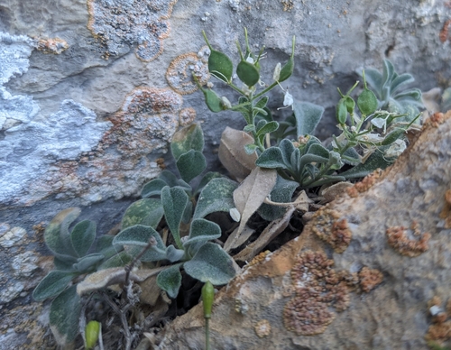 Pyrenean Alyssum (Hormathophylla pyrenaica)