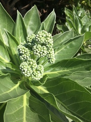 Heliotropium arboreum