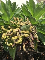 Heliotropium arboreum