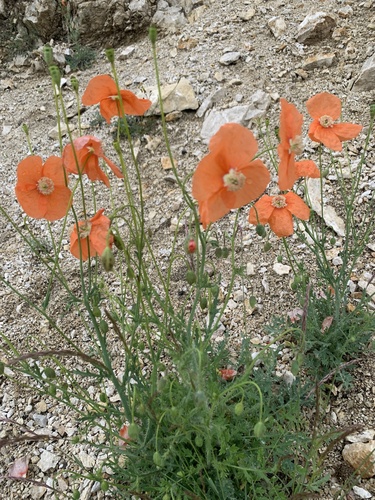 Papaver armeniacum (Papaver armeniacum)