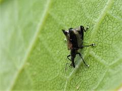 Scolopterus penicillatus