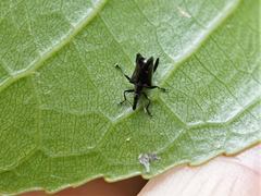 Scolopterus penicillatus