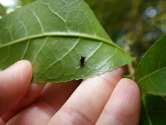Scolopterus penicillatus