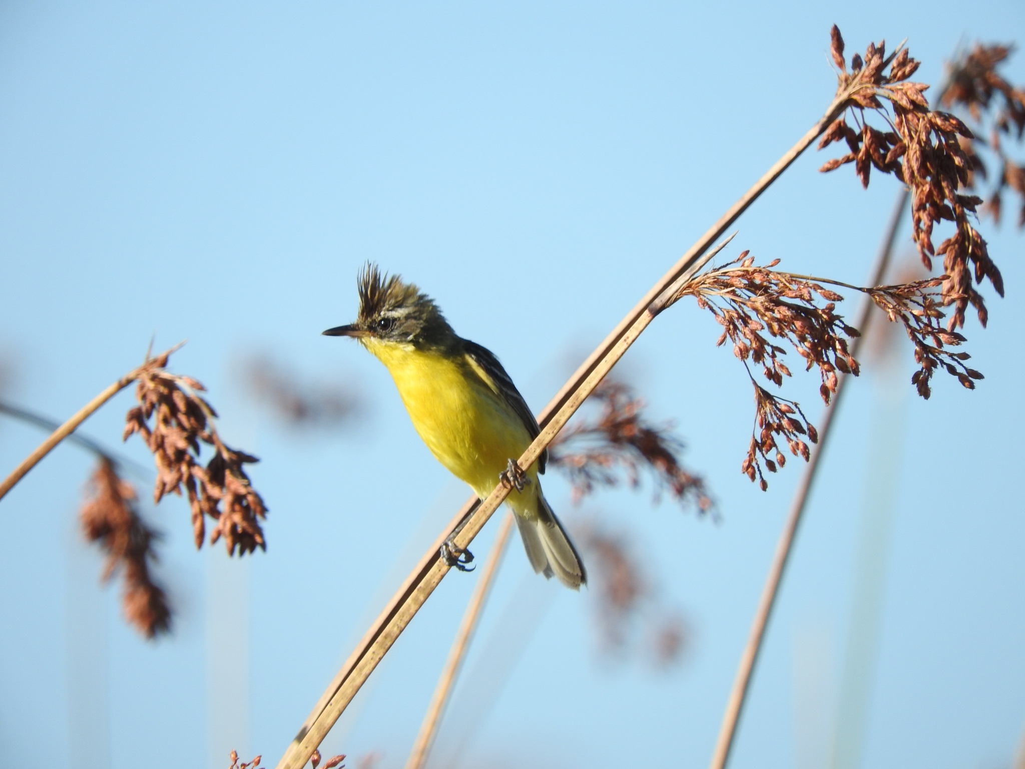 Crested Doradito (Pseudocolopteryx sclateri)