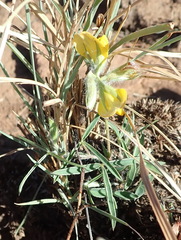 Argyrolobium pauciflorum