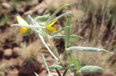 Argyrolobium pauciflorum