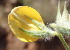 Argyrolobium pauciflorum