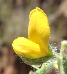 Argyrolobium pauciflorum