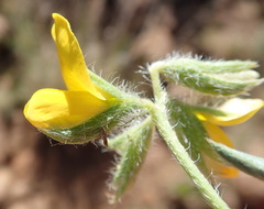 Argyrolobium pauciflorum