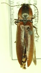 Acteniceromorphus volitans