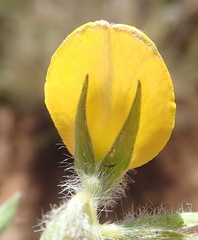 Argyrolobium pauciflorum