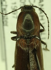 Acteniceromorphus volitans