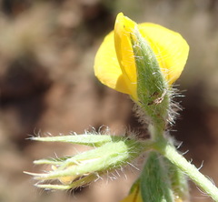 Argyrolobium pauciflorum